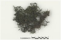 藏品(複邊苔)的圖片